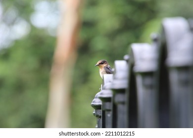 Pacific Swallow In A Garden