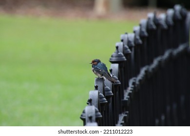 Pacific Swallow In A Garden