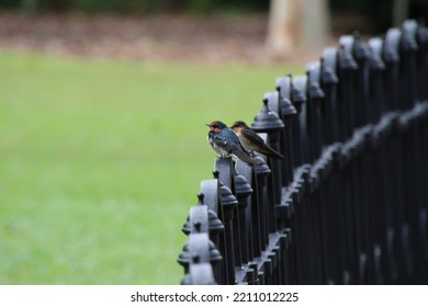 Pacific Swallow In A Garden