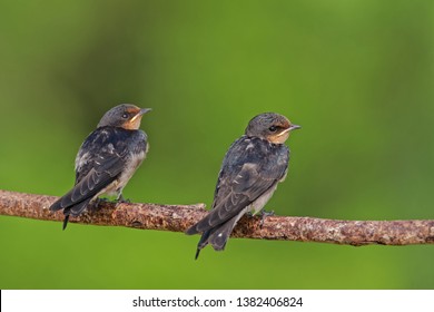 The Pacific Swallow (Hirundo Tahitica) Is A Small Passerine Bird In The Swallow Family. It Breeds In Tropical Southern Asia And The Islands Of The South Pacific. Feeding Bird