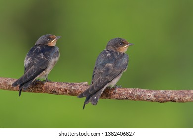 The Pacific Swallow (Hirundo Tahitica) Is A Small Passerine Bird In The Swallow Family. It Breeds In Tropical Southern Asia And The Islands Of The South Pacific. Feeding Bird