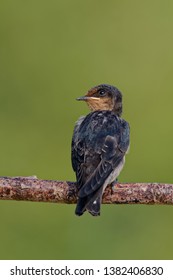 The Pacific Swallow (Hirundo Tahitica) Is A Small Passerine Bird In The Swallow Family. It Breeds In Tropical Southern Asia And The Islands Of The South Pacific. Feeding Bird