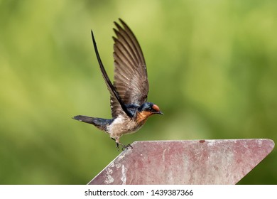 Pacific Swallow - Hirundo Tahitica Small Passerine Bird In The Swallow Family. It Breeds In Tropical Southern Asia And The Islands Of The South Pacific.