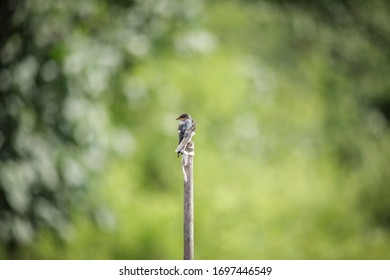 The Pacific Swallow (Hirundo Tahitica) Is A Small Passerine Bird In The Swallow Family. It Breeds In Tropical Southern Asia And The Islands Of The South Pacific.