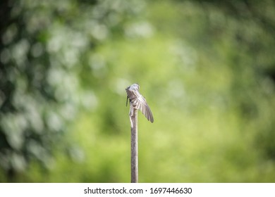 The Pacific Swallow (Hirundo Tahitica) Is A Small Passerine Bird In The Swallow Family. It Breeds In Tropical Southern Asia And The Islands Of The South Pacific.