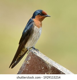 The Pacific Swallow Is A Small And Passerine Bird In The Swallow Family. It Breeds In Tropical Southern Asia And The Islands Of The South Pacific.