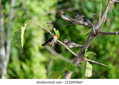 The Pacific Swallow Is A Small Passerine Bird In The Swallow Family. It Breeds In Tropical Southern Asia And The Islands Of The South Pacific.