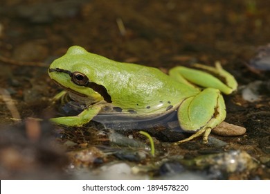 The Pacific Tree Or Chorus Frog, Pseudacris Regilla