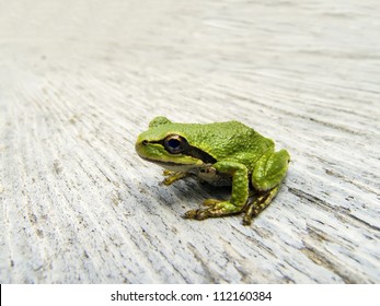 Pacific Tree Frog