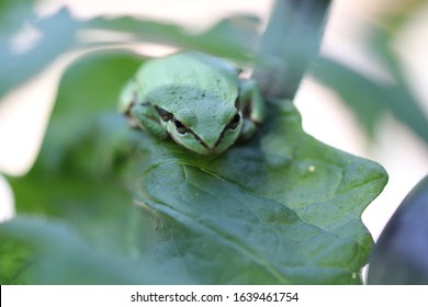 Pacific Tree Frog (Aka Chorus Frog) On Heirloom Tomato Plant. 