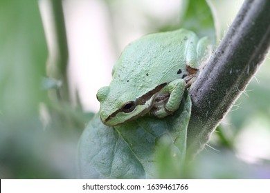 Pacific Tree Frog (Aka Chorus Frog) On Heirloom Tomato Plant. 