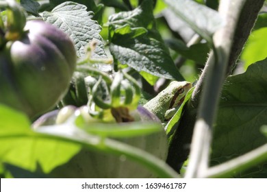 Pacific Tree Frog (Aka Chorus Frog) On Heirloom Tomato Plant. 