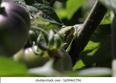 Pacific Tree Frog (Aka Chorus Frog) On Heirloom Tomato Plant. 