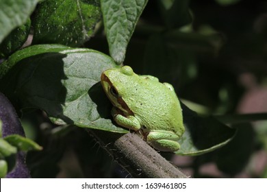 Pacific Tree Frog (Aka Chorus Frog) On Heirloom Tomato Plant. 