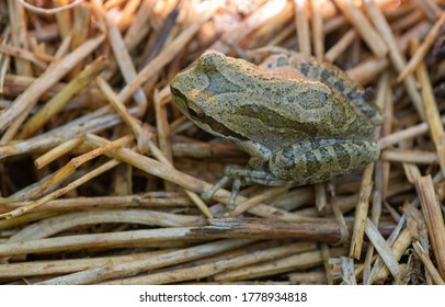 Pacific Tree Frog Or Chorus Frog In Closeup