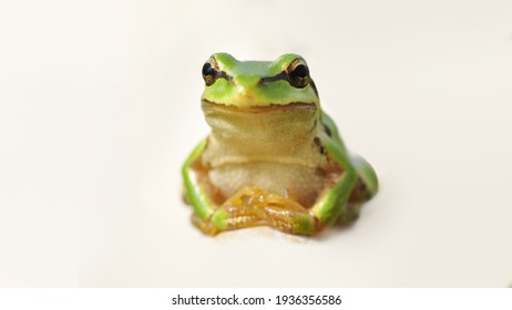 472 Pacific Tree Frog Images, Stock Photos & Vectors | Shutterstock