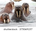 pacific walrus