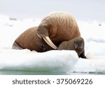 pacific walrus