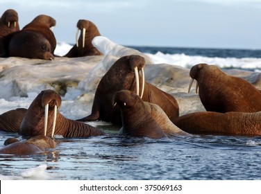 Pacific Walrus