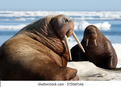 Pacific Walrus