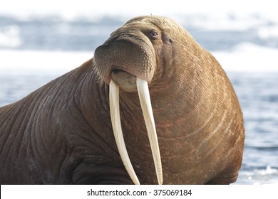 Pacific Walrus