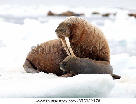 pacific walrus