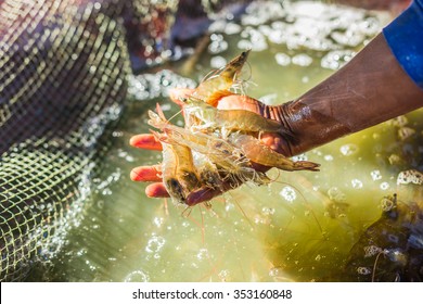  Pacific white Shrimp shrimp is native to North America. This type of shrimp aquaculture in Ecuador, Mexico, Peru, Colombia, Panama, Honduras and Brazil, which produce a lot. 
