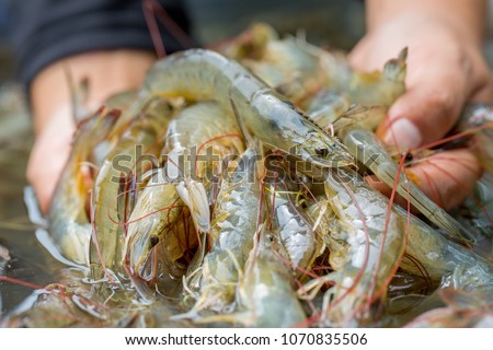 Pacific white Shrimp shrimp is native to North America. This type of shrimp aquaculture in Ecuador, Mexico, Peru, Colombia, Panama, Honduras and Brazil, which produce a lot.