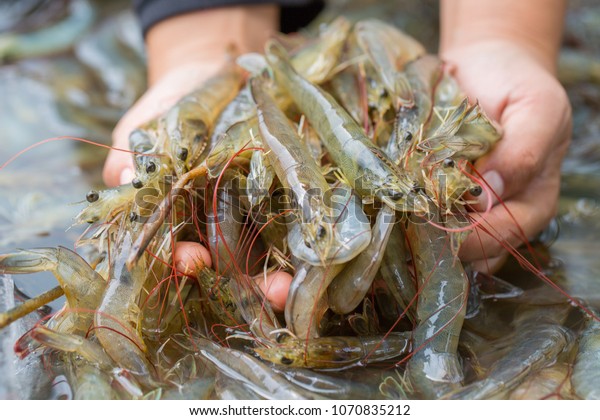 Pacific White Shrimp Shrimp Native North Stock Photo (Edit Now) 1070835212