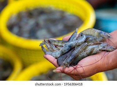 Pacific White Shrimps Or Litopenaeus Vannamei On Hand In Front Of The Aquaculture Pond, Fresh Prawn Have High Protein And Delicious Taste For Every Seafood Menu, Economic Animals, Exports, Thailand