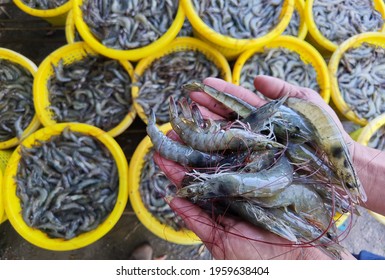 Pacific White Shrimps Or Litopenaeus Vannamei On Hand In Front Of The Aquaculture Pond, Fresh Prawn Have High Protein And Delicious Taste For Every Seafood Menu, Economic Animals, Exports, Thailand