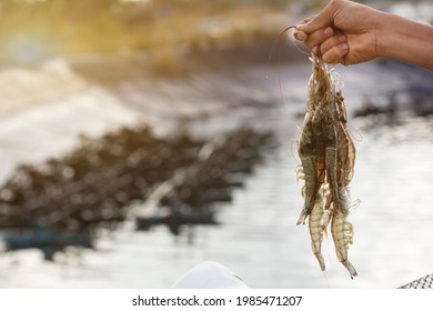 Pacific White Shrimps Or Litopenaeus Vannamei On Hand In Front Of The Aquaculture Pond, Fresh Prawn Have High Protein And Delicious Taste For Every Seafood Menu, Economic Animals, Exports, Thailand