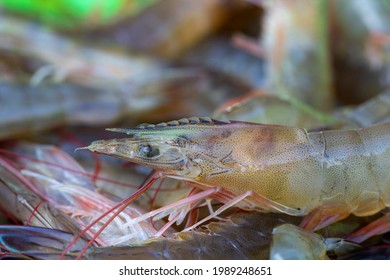 Pacific White Shrimps Or Litopenaeus Vannamei On Hand In Front Of The Aquaculture Pond, Fresh Prawn Have High Protein And Delicious Taste For Every Seafood Menu, Economic Animals, Exports, Thailand