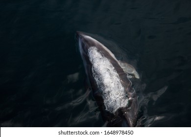 Pacific White Sided Dolphin Breathing And Blowing Air Bubbles Off The West Coast Of Canada