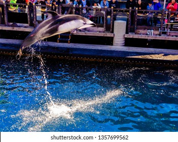 Pacific White-sided Dolphin Jumps Out Of The Water To A Captive Audience.