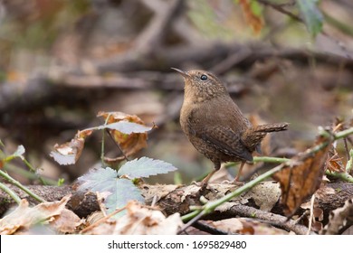 Pacific Wren Bird At Richmond BC Canada