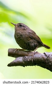 Pacific Wren Bird At Vancouver BC Canada