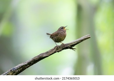 Pacific Wren Bird At Vancouver BC Canada