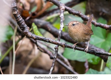 Pacific Wren Perch