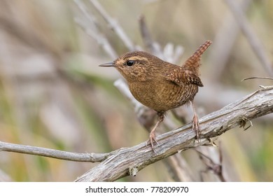 Pacific Wren Perched On Bare Branch