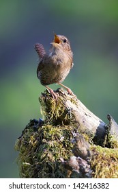 Pacific Wren Singing On Stump