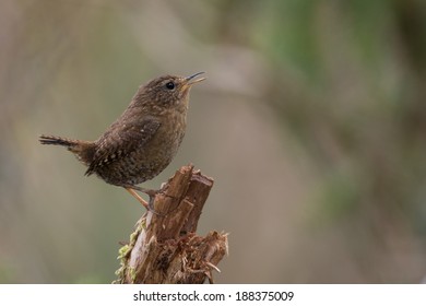 Pacific Wren Singing On Stump