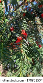 Pacific Yew (taxus Brevifolia) In A Park