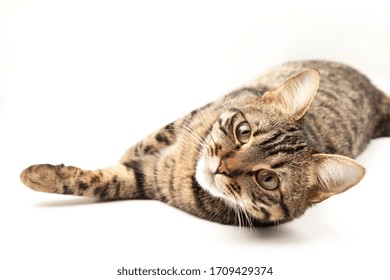 Chat Tigre Images Photos Et Images Vectorielles De Stock Shutterstock