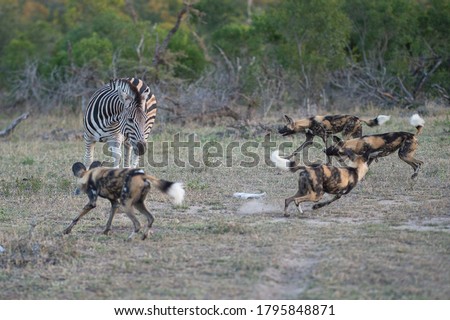 A pack of Africa Wilddogs hunting Zebra on a safari in South Africa. 