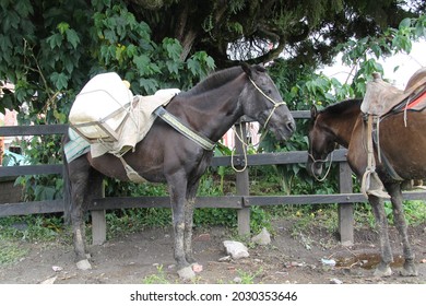 
Pack Animal For Coffee Production In Colombia