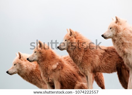 A pack of arctic wolves