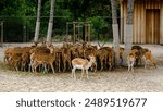 Pack of a Axis spotted chital deer. Axis Axis in the zoo of Veszprem, Hungary