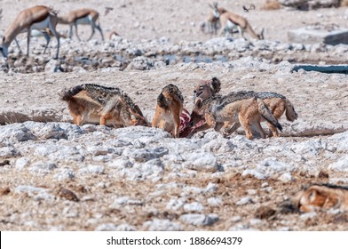 A Pack Of Black-backed Jackal, Canis Mesomelas, Feasting On A Carcass