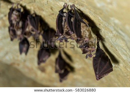 Pack of Cave Bats